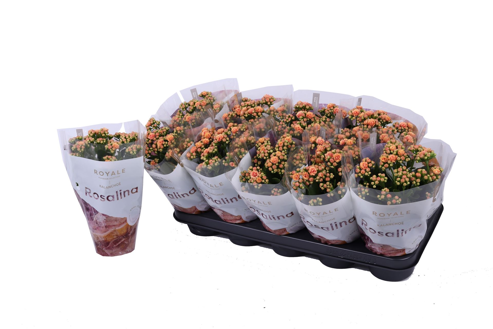 Kalanchoe Double Rosalina Feliz Bicolor 12Ø 27cm