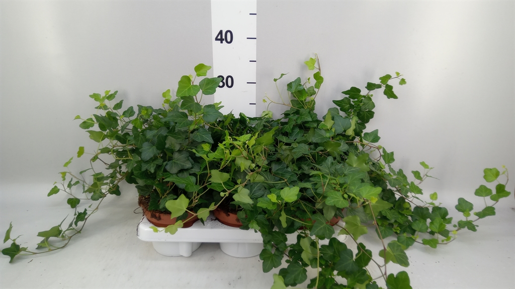 Hedera Helix Wonder 13Ø 30cm