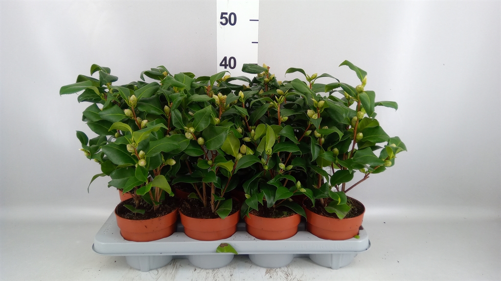 Camellia Mix 3 Colours 13Ø 35cm
