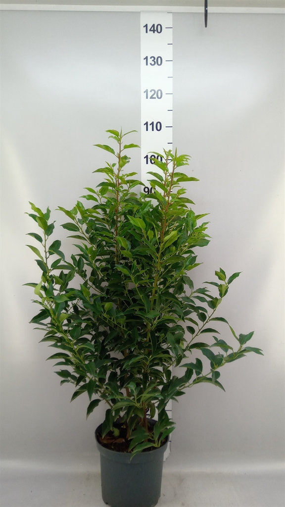 Prunus Angustifolia 22Ø 90cm