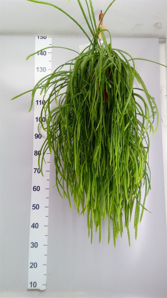Lepismium Bolivianum 21Ø 40cm