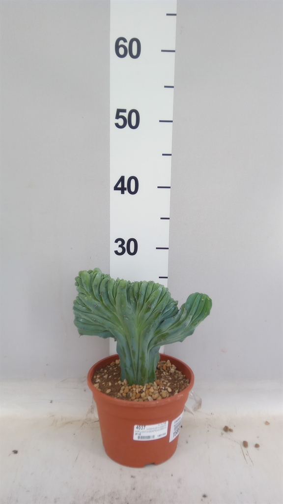 Cactus Overig 16Ø 40cm
