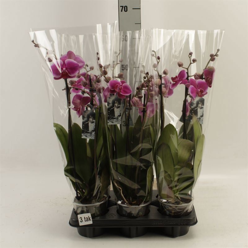 Phalaenopsis Durban 12Ø 55cm 3st