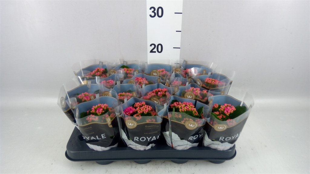Kalanchoe Double Rosalina Don Victorio 7Ø 15cm