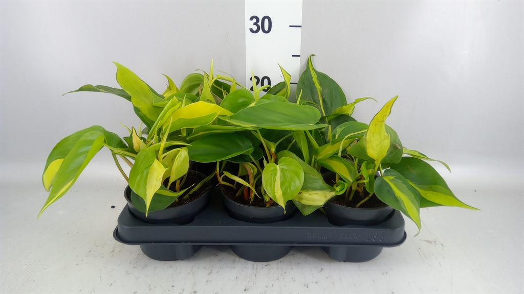 Philodendron Scandens Brasil 12Ø 20cm