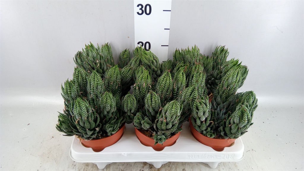 Haworthia 12Ø 25cm
