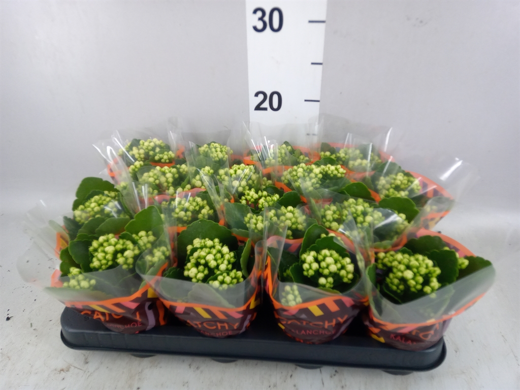 Kalanchoe Double Whites White 8Ø 15cm