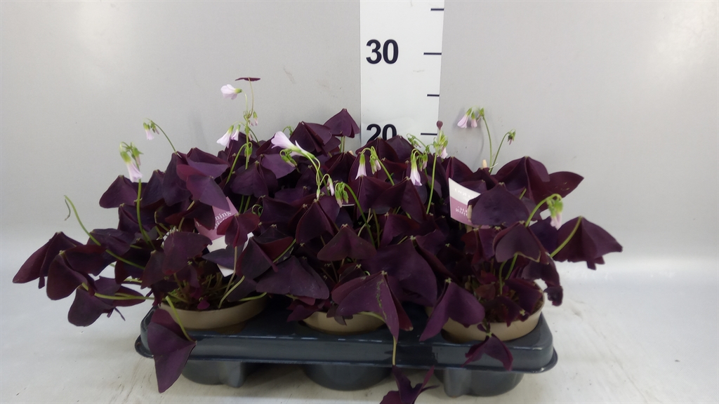 Oxalis Mijke 12Ø 20cm