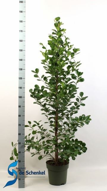 Ficus Microcarpa Moclame 27Ø 180cm