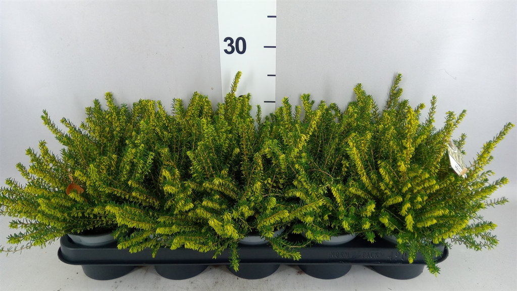 Erica Darleyensis Silberschmelze 12Ø 20cm