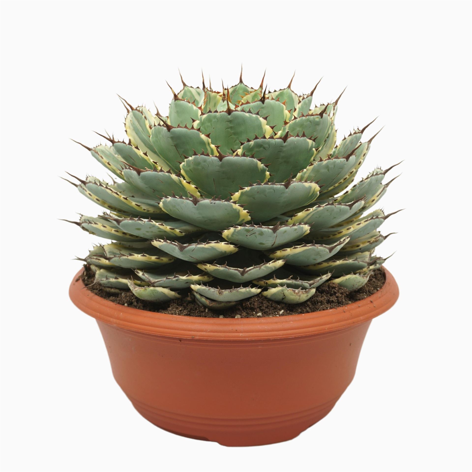 Agave Overig 35Ø 35cm