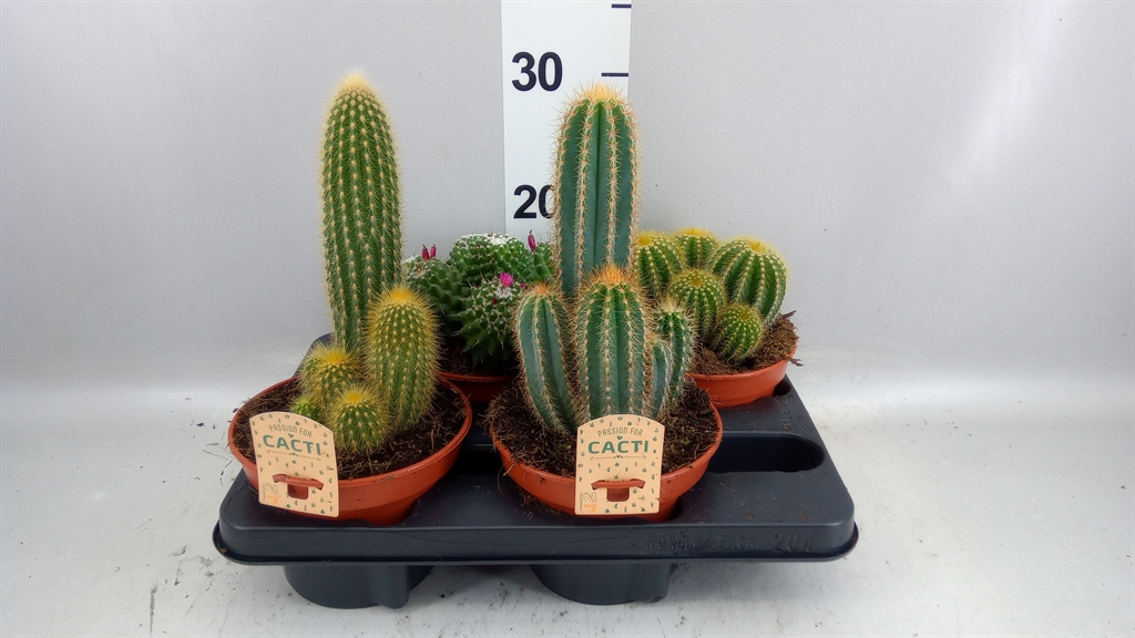 Cactus Mix 15Ø 16cm