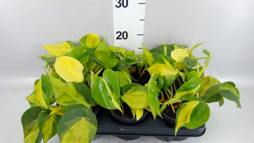 Philodendron Scandens Brasil 12Ø 20cm