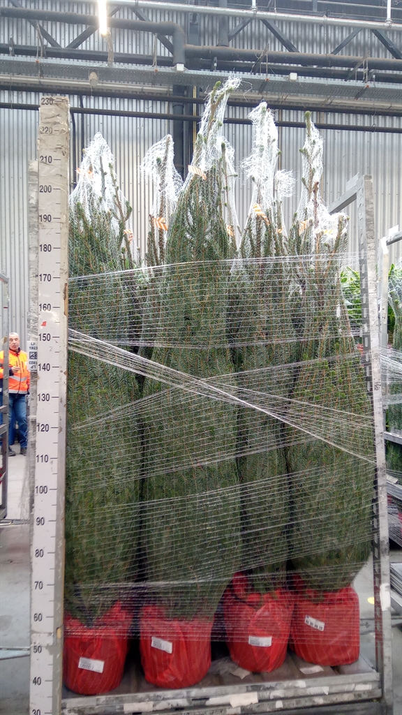 Picea Omorika 28Ø 180cm