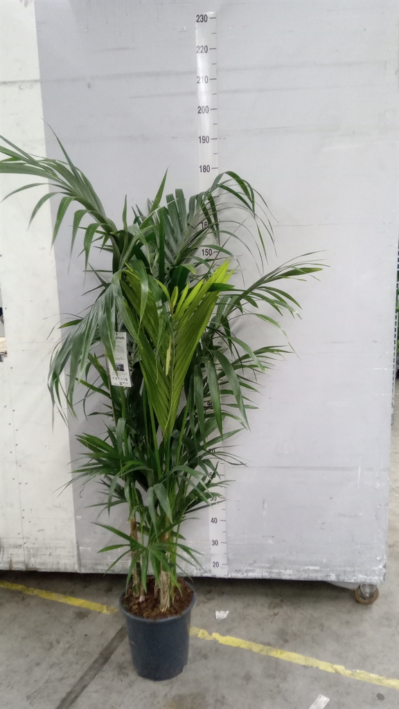 Howea Forsteriana 27Ø 180cm