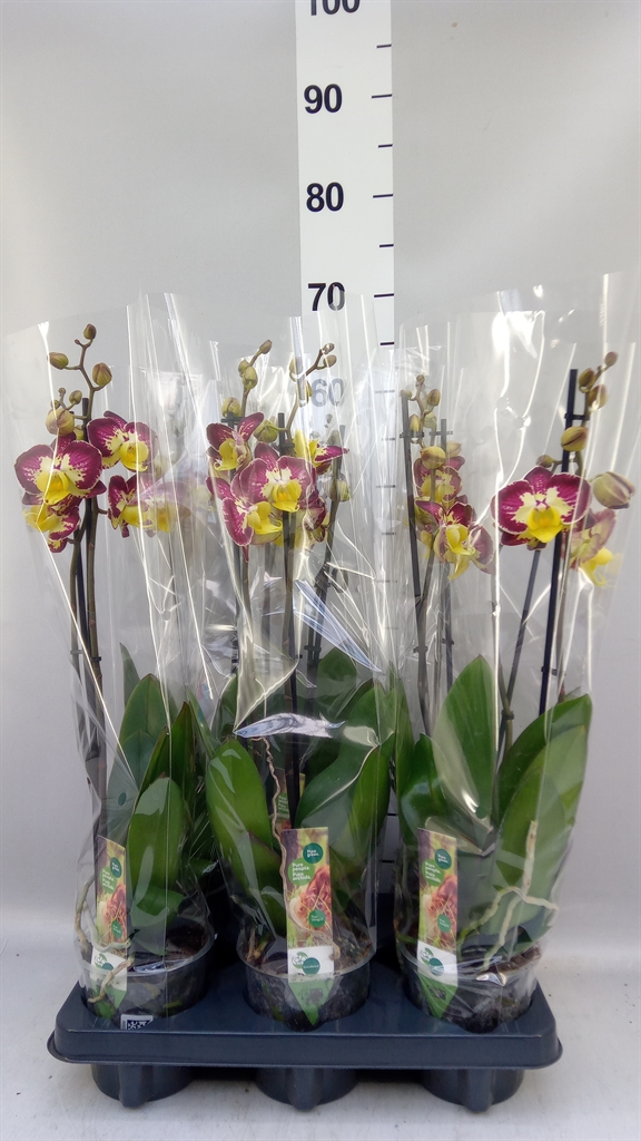 Phal Bee Happy 12Ø 55cm