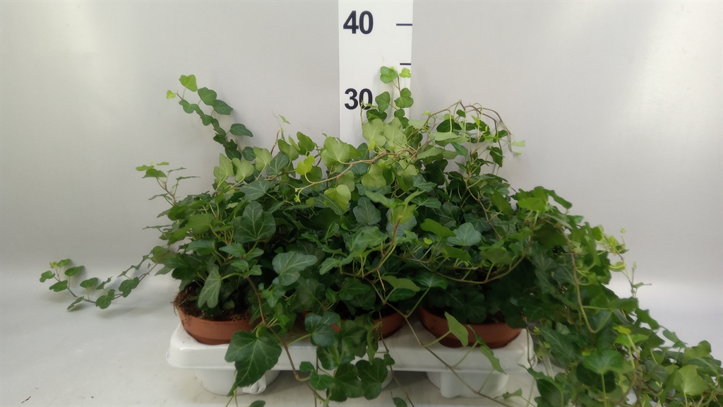 Hedera Helix Wonder 13Ø 30cm