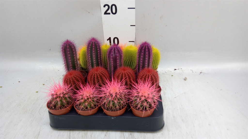 Cactus Overig 505Ø 8cm