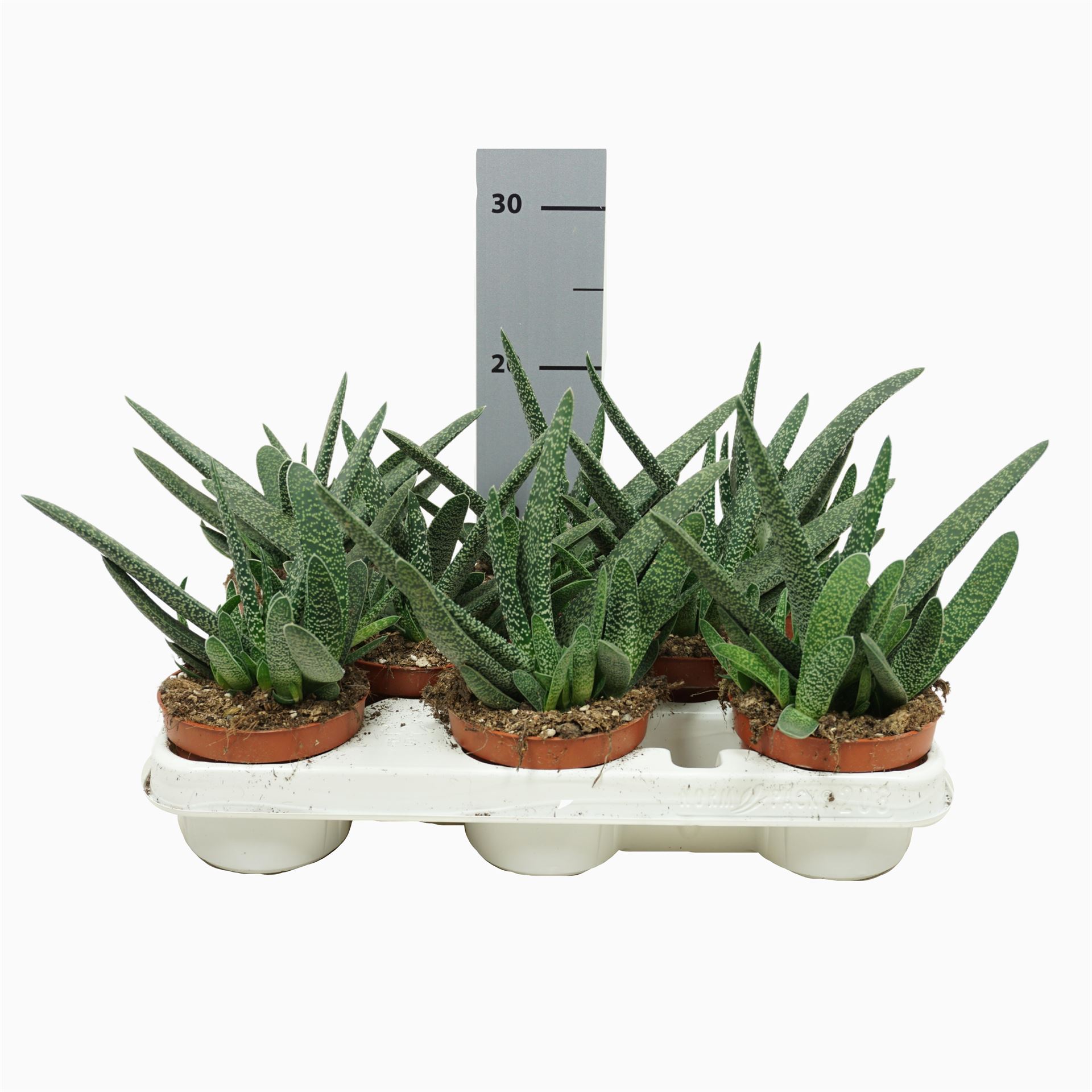 Gast Verrucosa 510Ø