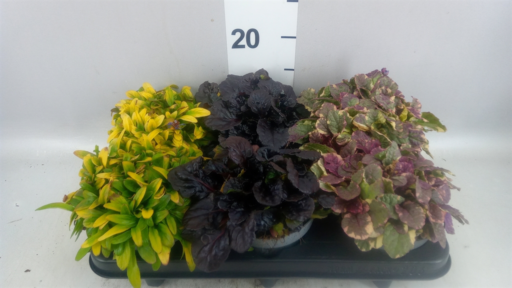 Ajuga Ff Gem 12Ø 12cm
