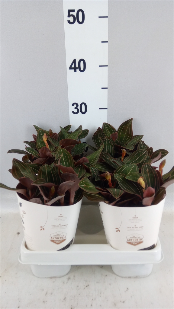 Ludisia Discolor 12Ø 35cm 3st
