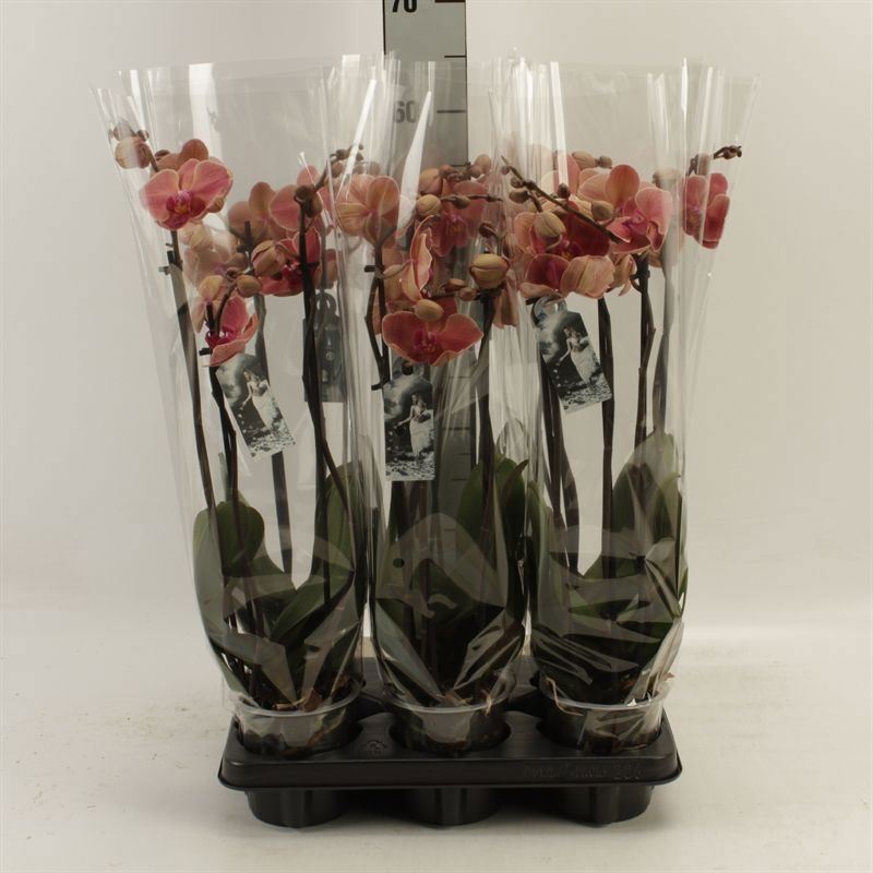 Phalaenopsis Narbonne 12Ø 55cm 3st