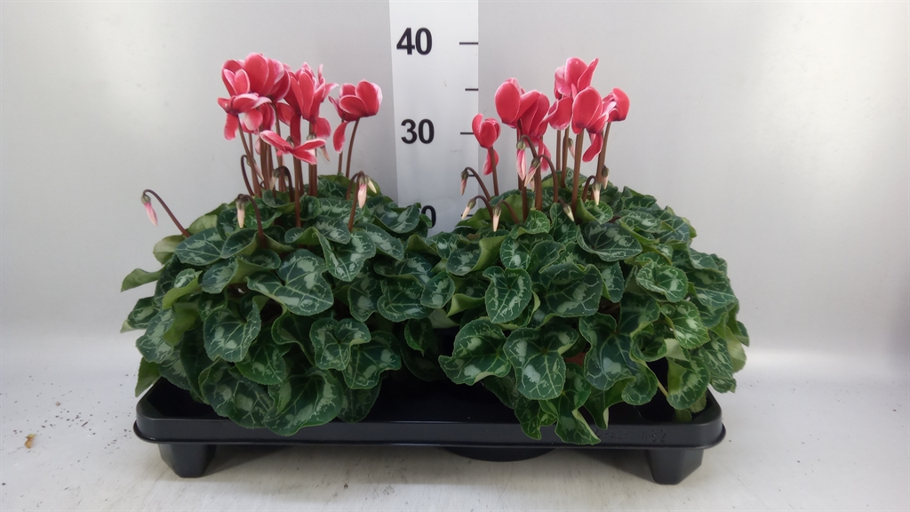 Cyclamen Mix Super Rainier 15Ø 36cm
