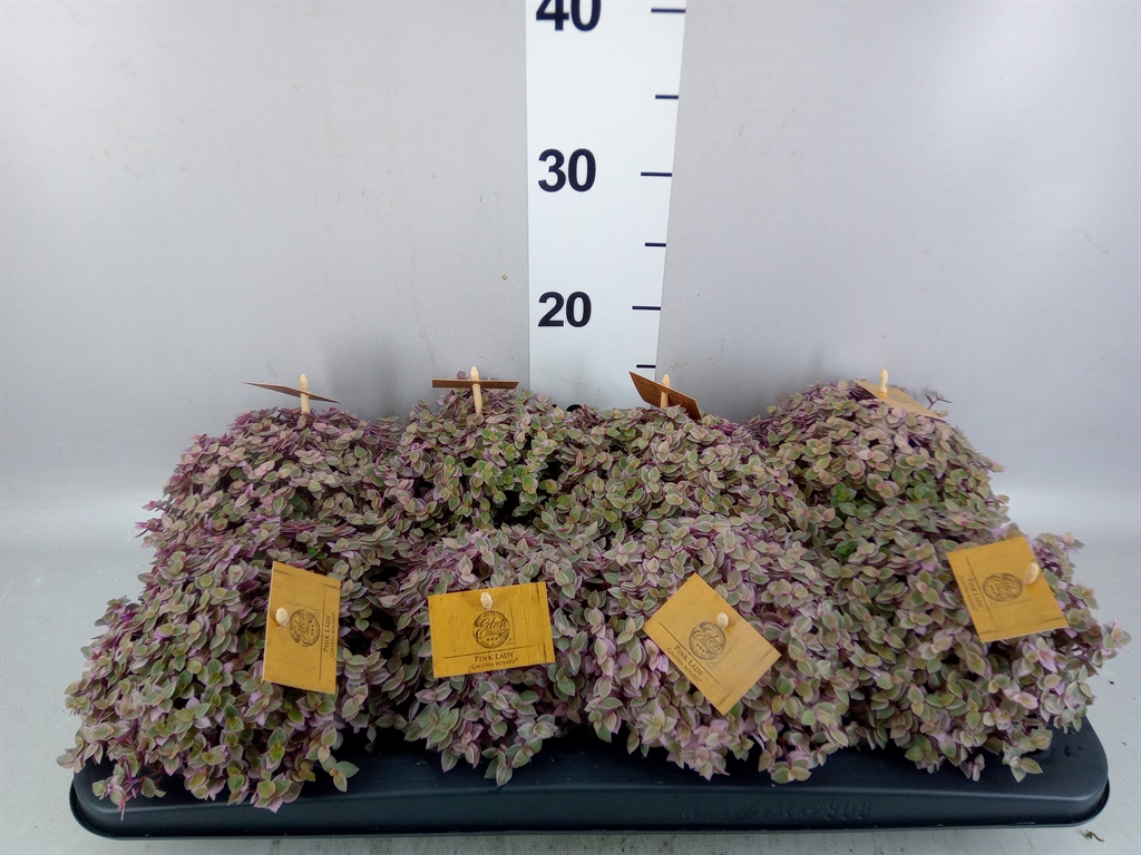 Callisia Rep Rosato 510Ø 15cm