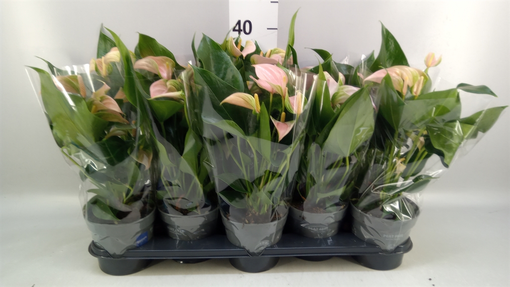 Anthurium Joli Peach 12Ø 43cm