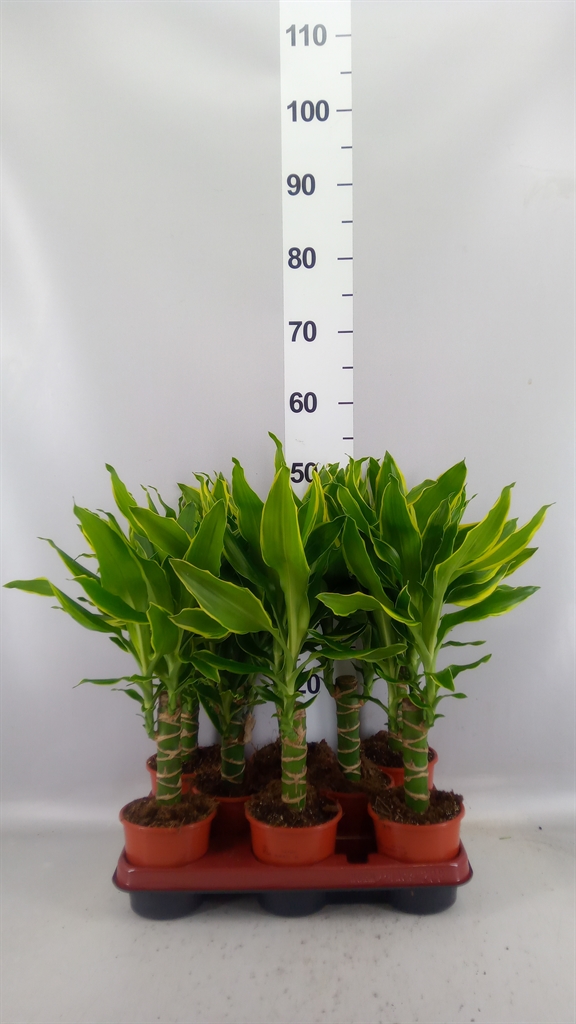 Dracaena Gold Coast 11Ø 45cm