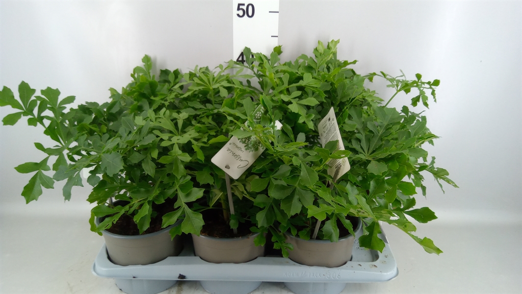 Cussonia 17Ø 50cm