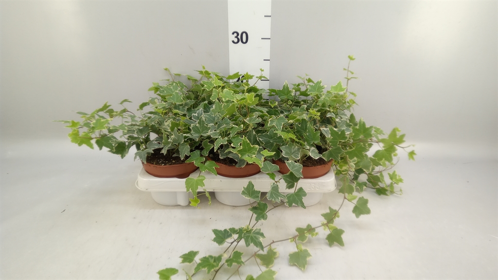 Hedera Helix Eva 13Ø 30cm