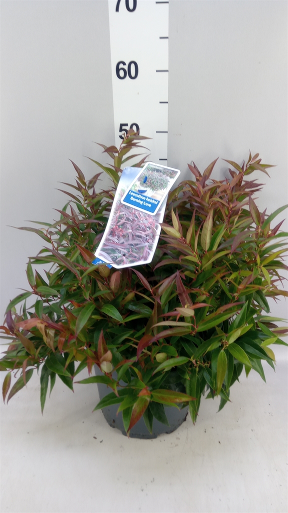 Leucothoe Burning Love 23Ø 40cm