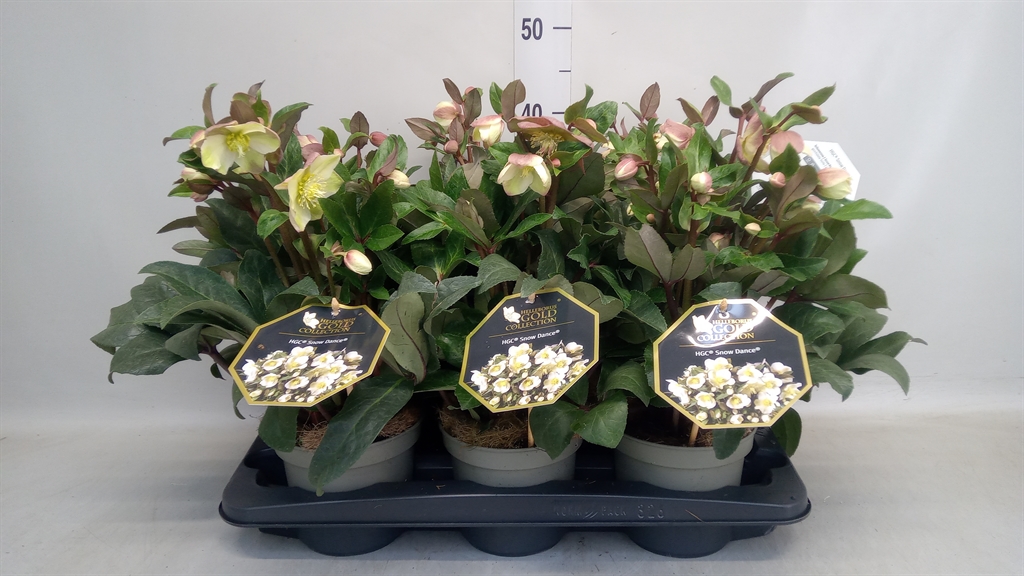 Helleborus Hgc Snow Dance 15Ø 30cm