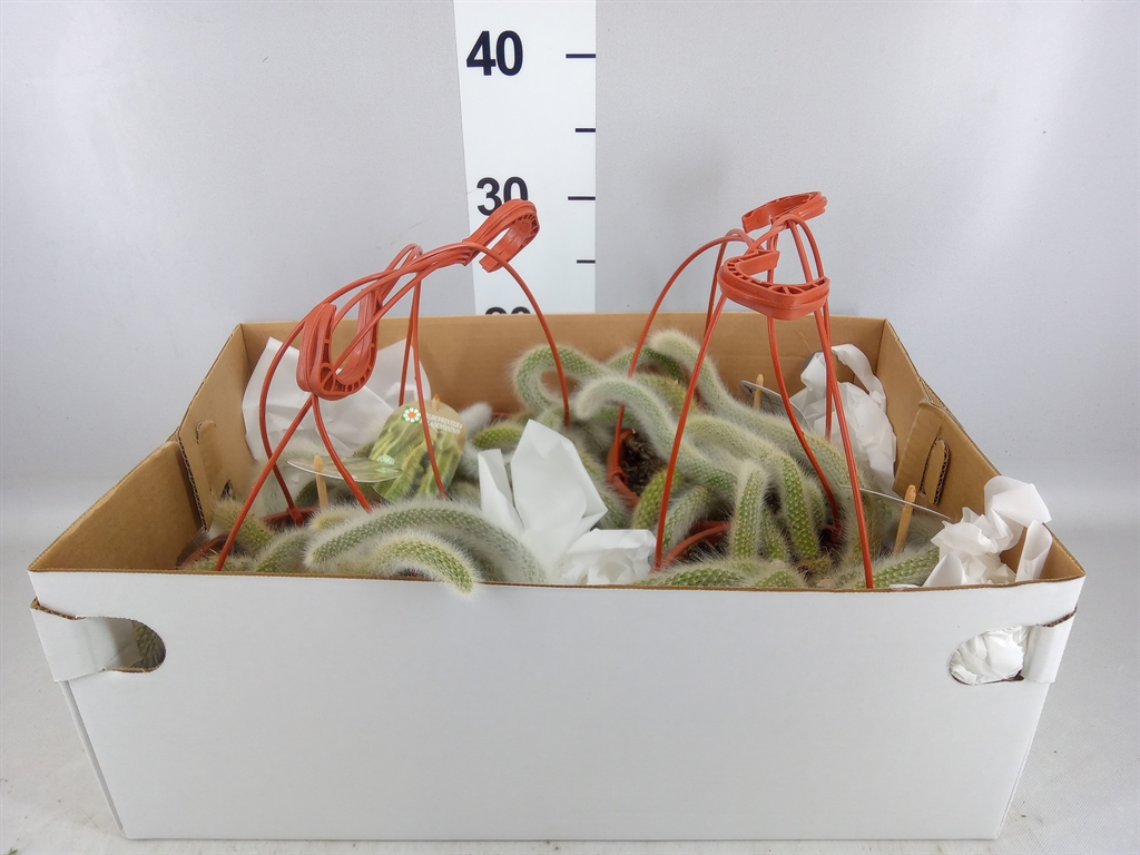 Cactus Hangplant 17Ø 30cm