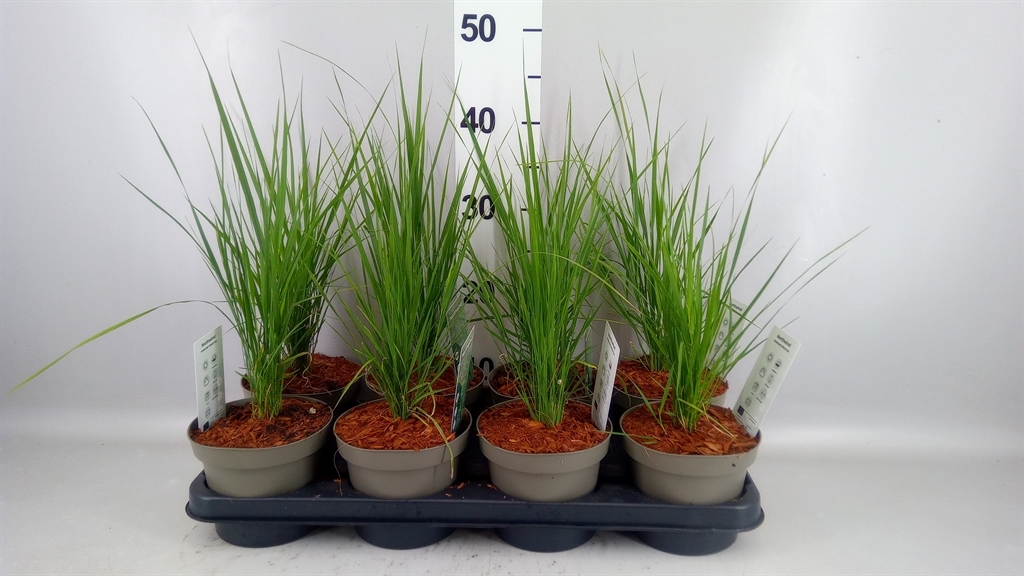 Panicum Virgatum 14Ø 75cm