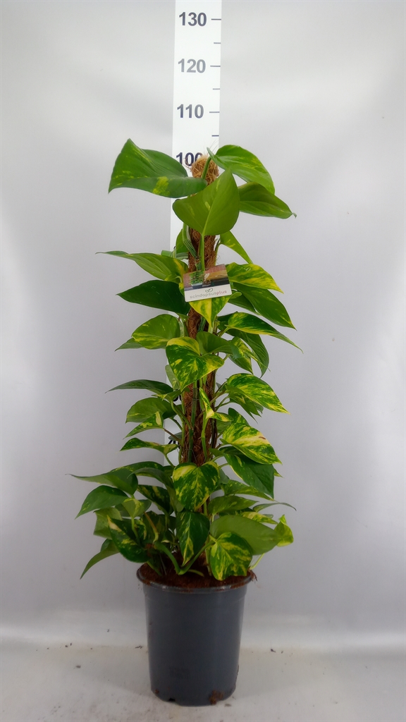 Epipremnum Moss Stick 21Ø 100cm