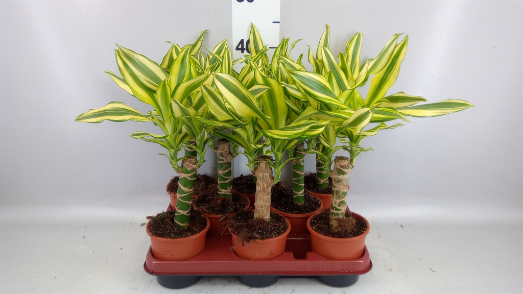 Dracaena Yellow Coast 11Ø 40cm