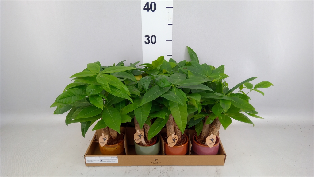 Pachira Aquatica 6Ø 20cm