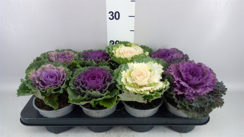 Brassica Oleracea 13Ø 20cm