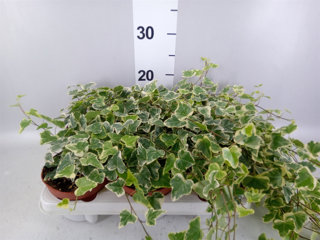 Hedera Helix White Wonder 13Ø 20cm