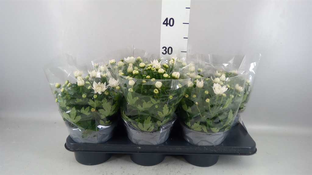 Chrysanth Mount Gerlach 15Ø 28cm