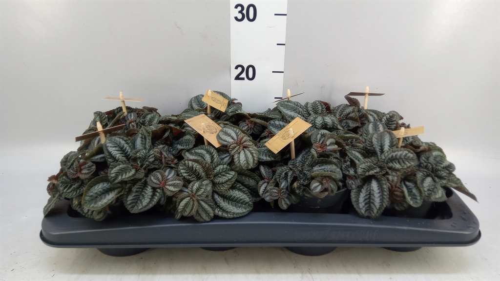 Pilea Norfolk 12Ø 20cm