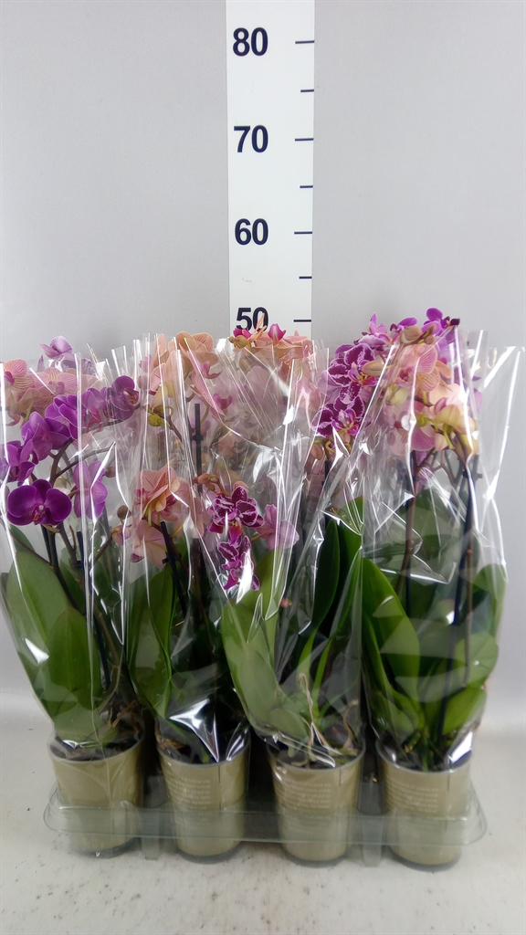 Phalaenopsis Mix 9Ø 32cm 2st