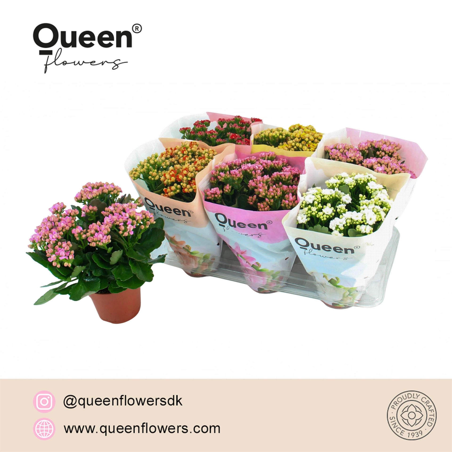 Kalanchoe Double Mix 14Ø 26cm