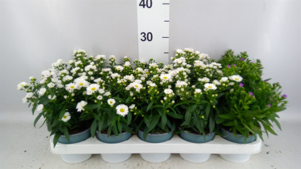 Aster Starletta Mix 12Ø 30cm