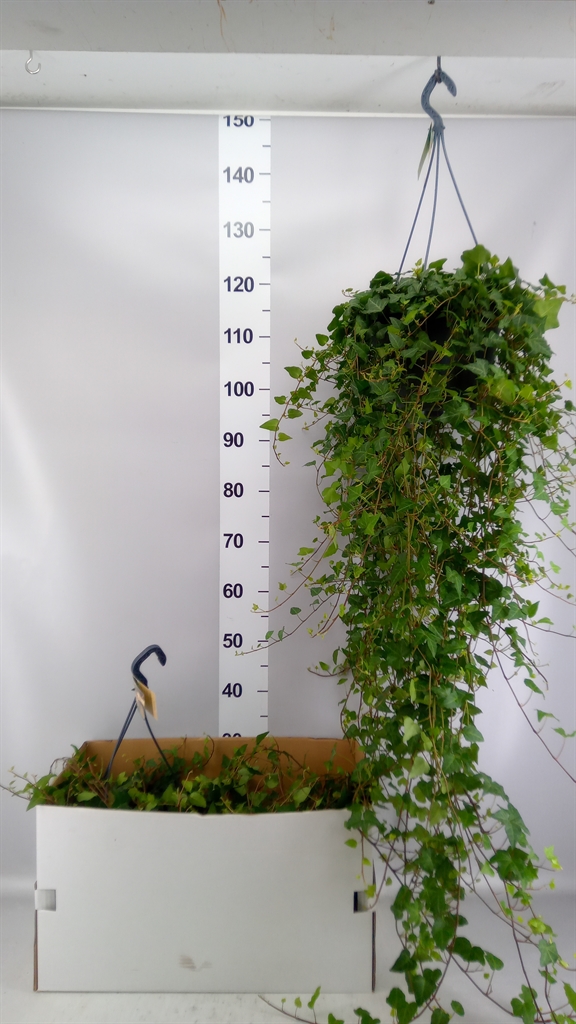 Hedera Helix Anna 24Ø 90cm