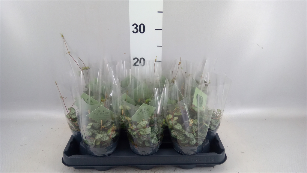Ceropegia Woodii Sup 8Ø 10cm