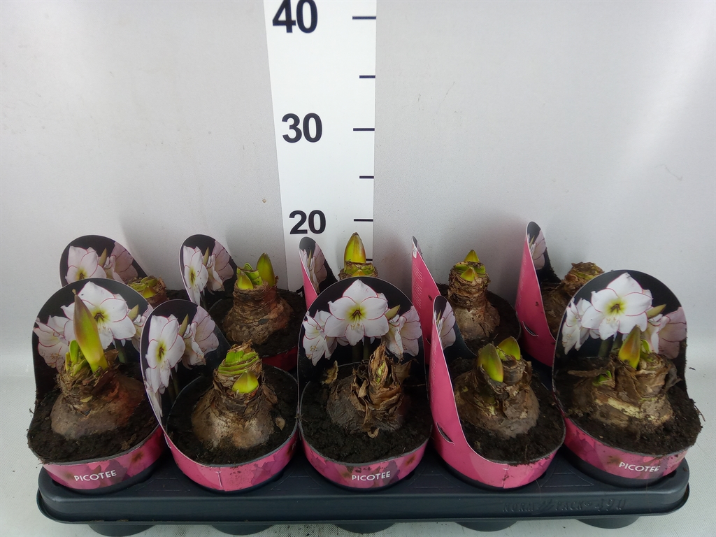Hippeastrum Picotee 12Ø 25cm