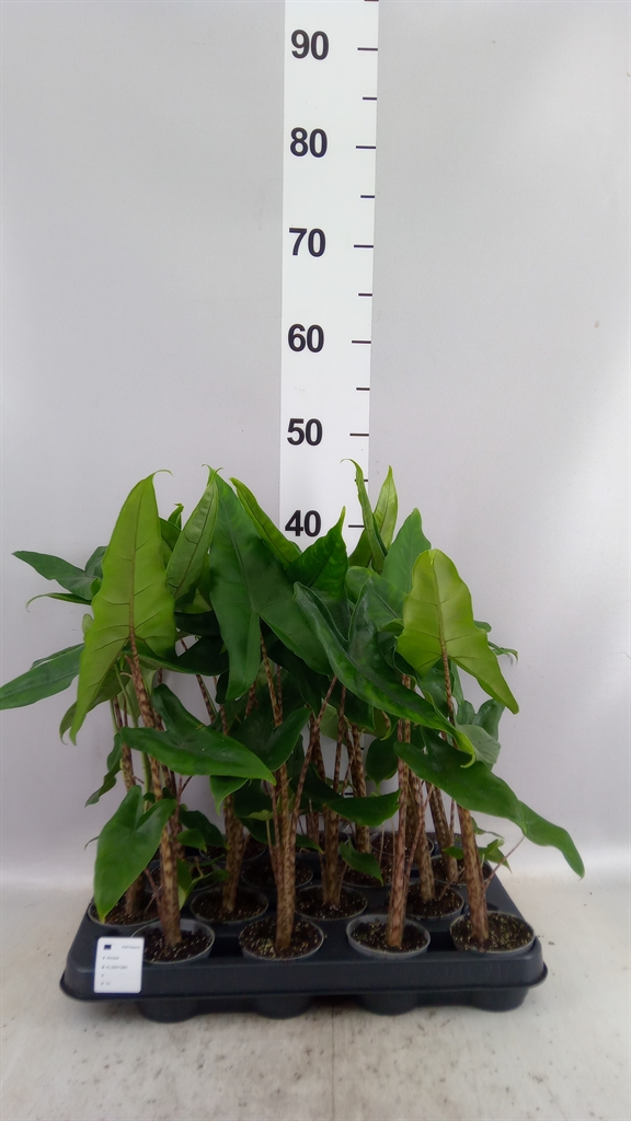 Aloc Zebrina 7Ø 30cm